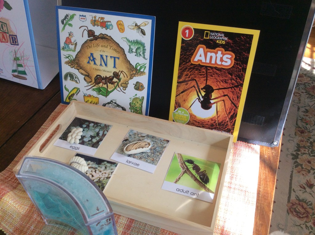 Plants & Ants Part&nbsp;II